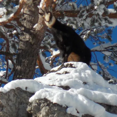 Gaestehaus Simon Daire